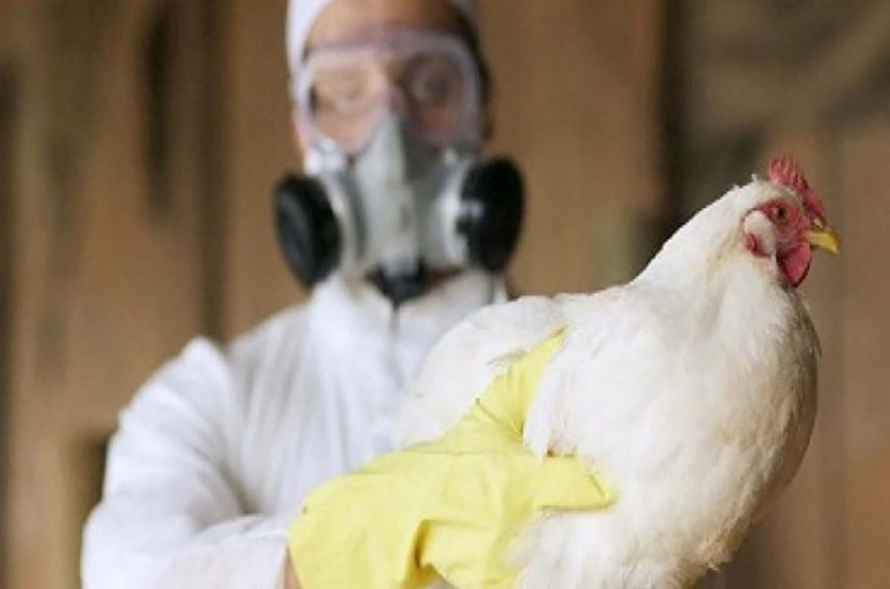 Argentina again free of bird flu