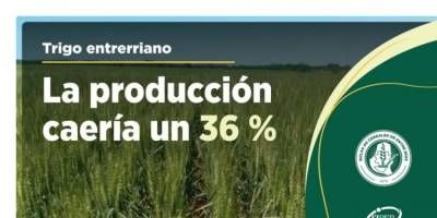 La producción de trigo en Entre Ríos caería 36%